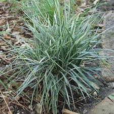 Image result for Ophiopogon