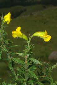 Image result for Pearsonia aristata