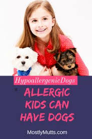 Not only does this pup groom himself but his soft, short hair does not shed as much as other dogs, leaving less dander and less effect on sensitive immune systems. 9 Hypoallergenic Dogs Ideas Hypoallergenic Dogs Dogs Hypoallergenic Dog Breed