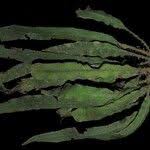 Image result for Elaphoglossum kuhnii