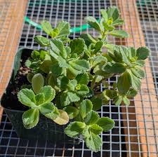 Image result for Coleus neochilus