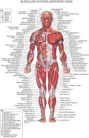 The muscular system consists of various types of muscle that each play a crucial role in the function of the body. Si Kajul Muscles In The Body Front And Back This Muscle Is Found In The Front Of The Upper Arm