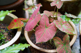 Here you will find one or more explanations in english for the word keladi. Elephant Ear Plant Heart Of Jesus Plant Angel Wings Plant Or Keladi Keladi Red Star Stock Photo Adobe Stock