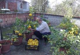 Résultat de recherche d'images pour "patlican incir"