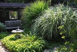 Tall Ornamental Grasses At The Rideau Woodland Ramble Nursery Near Ottawa Ontario Ornamental Grasses Tall Ornamental Grasses Perrenial Grasses