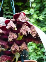 Image result for Bulbophyllum prorepens