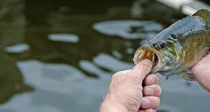 What's the best way to catch smallmouth bass? A Smallmouth Bass Fishing Guide How To Catch Smallies