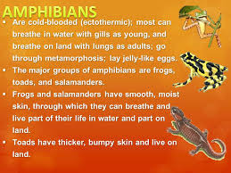 6 L 4b 1 Common Characteristics Of Vertebrates Invertebrates