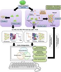 Plant cell and tissue differentiation and secondary metabolites fundamentals and applications. Elicitation A Stimulation Of Stress In In Vitro Plant Cell Tissue Cultures For Enhancement Of Secondary Metabolite Production Springerlink