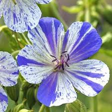 Image result for Geranium bohemicum Orhcid Blue