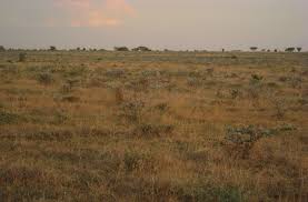 Image result for Hyparrhenia newtonii