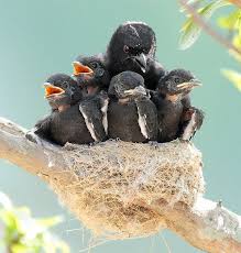 Baby Bird With Large Beak Pin On Birds