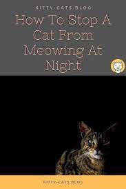 Pin On Cat Behavior