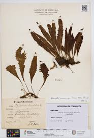 Image result for Pleopeltis macrocarpa