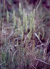 Image result for Koeleria