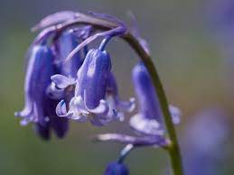 Hyacinthoides Paivae Wikipedia