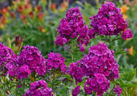 Plants boast strong disease resistance and a naturally bushy form. Phlox Paniculata Nicky Garden Phlox