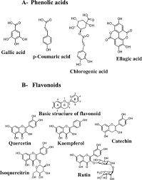 Image result for Agelanthus