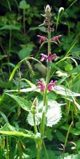 Image result for Stachys aculeolata