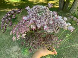 Image result for Daucus carota