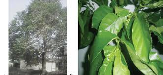 Image result for Morinda lucida