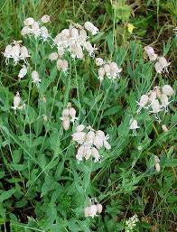 Image result for Silene burchellii
