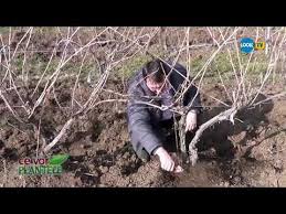 Tratamente la vita de vie pe fenofaze, combatere boli, daunatori cu fungicide, insecticide, indicatii de aplicare, de la botanistii. Cum Se Taie Vita De Vie Ce Vor Plantele Youtube