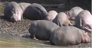 Image result for Orthosiphon schimperi