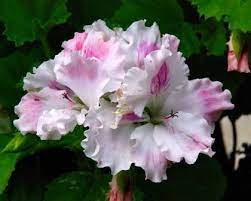 Regal Pelargonium Palmura Pearl Has Pink And White Azalea Like Flowers Pelargonium Geraniums Flowers