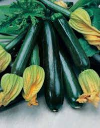 Courgette Zucchini Seeds Black Skin Spanish Calabacin Negro