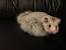 Black Short Haired Syrian Hamster