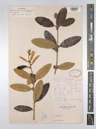 Image result for Ozoroa paniculosa