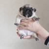 These adorable pups will become your new best friend! 1