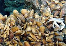 Conservation Of Ocean Environments Seas Coasts The Coral Reefs And Their Magnicient Diversity Of Marine Animals And Plants Deep Sea Sea Ecology