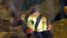 Tiger Barb Wikipedia