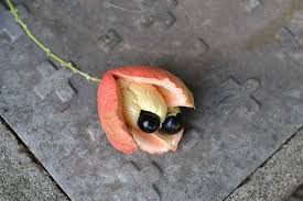 Image result for Blighia