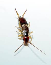 Hoping more info will stop them from jumping onto tables. How To Identify And Deal With Basement Bugs Dengarden