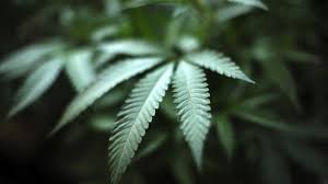 Der Deutsche Cannabis Markt Bluht Weiter Wachsende Nachfrage