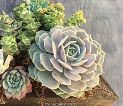 If you've been looking for the perfect place to put your plants, consider the many options that exist and ensure there is plenty of light. How Much Light Do Succulents Need Infographic The Succulent Eclectic