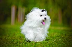 On average, a maltese puppy is going to cost anywhere from $700 to as much as $2,100+. Maltese Dog Breed Profile Petfinder
