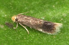 Image result for Stigmella confusella