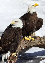 Do Bald Eagles Mate For Life Mateforlife Baldeagles Truelove Birds Birding Justbirding Bald Eagle Bird Mates Eagle Pictures