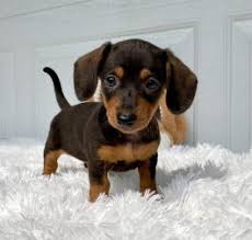 Dog breeder in georgia, puppies for sale, dogs for sale, family operated kennel, akc registered miniature dachshunds, akc pembroke welsh corgis dachshund and corgi puppies for sale in georgia mr b's dachshunds and corgis Dachshund Mini Puppies For Sale Lancaster Puppies