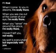 Pin By Pet Pilgrimage Crematory And M On Pet Quotes Dog Poems Dog Quotes Dogs And Puppies