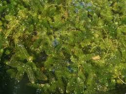 Image result for Ceratophyllum