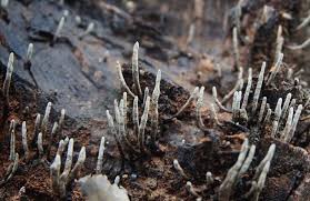 Image result for Xylaria polymorpha