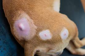 Image result for mastocytoma in dogs