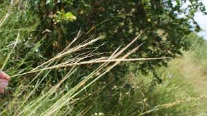 Image result for Trachypogon spicatus