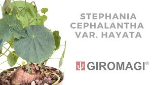 Image result for Stephania cyanantha