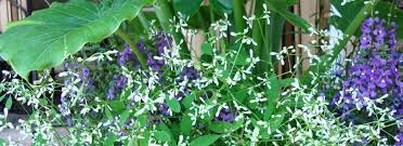 Try companion planting to help maximize the efficiency and health of your garden's cilantro crop. Euphorbia Euphorbia Diamond Frost